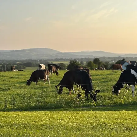 Daire The Cows Field *