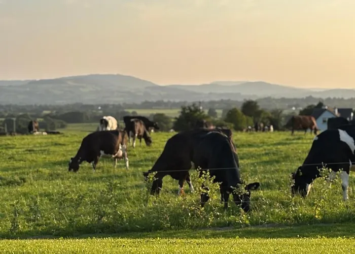 Daire The Cows Field *